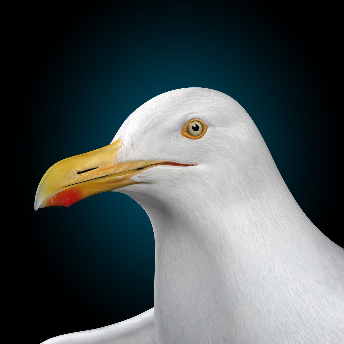 Seagull - Flight 3D model_13