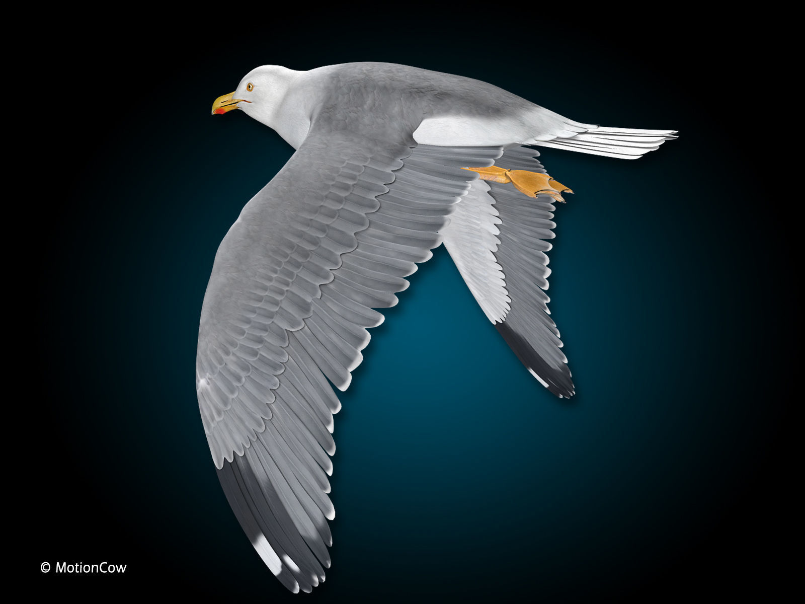 Seagull - Flight 3D model_5