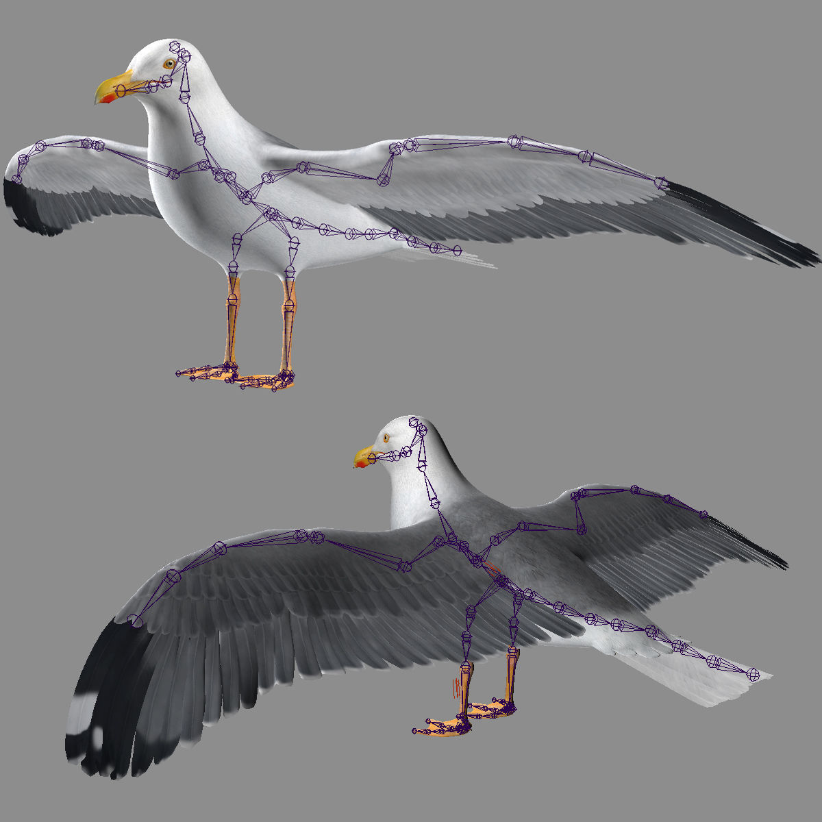 Seagull - Flight 3D model_20