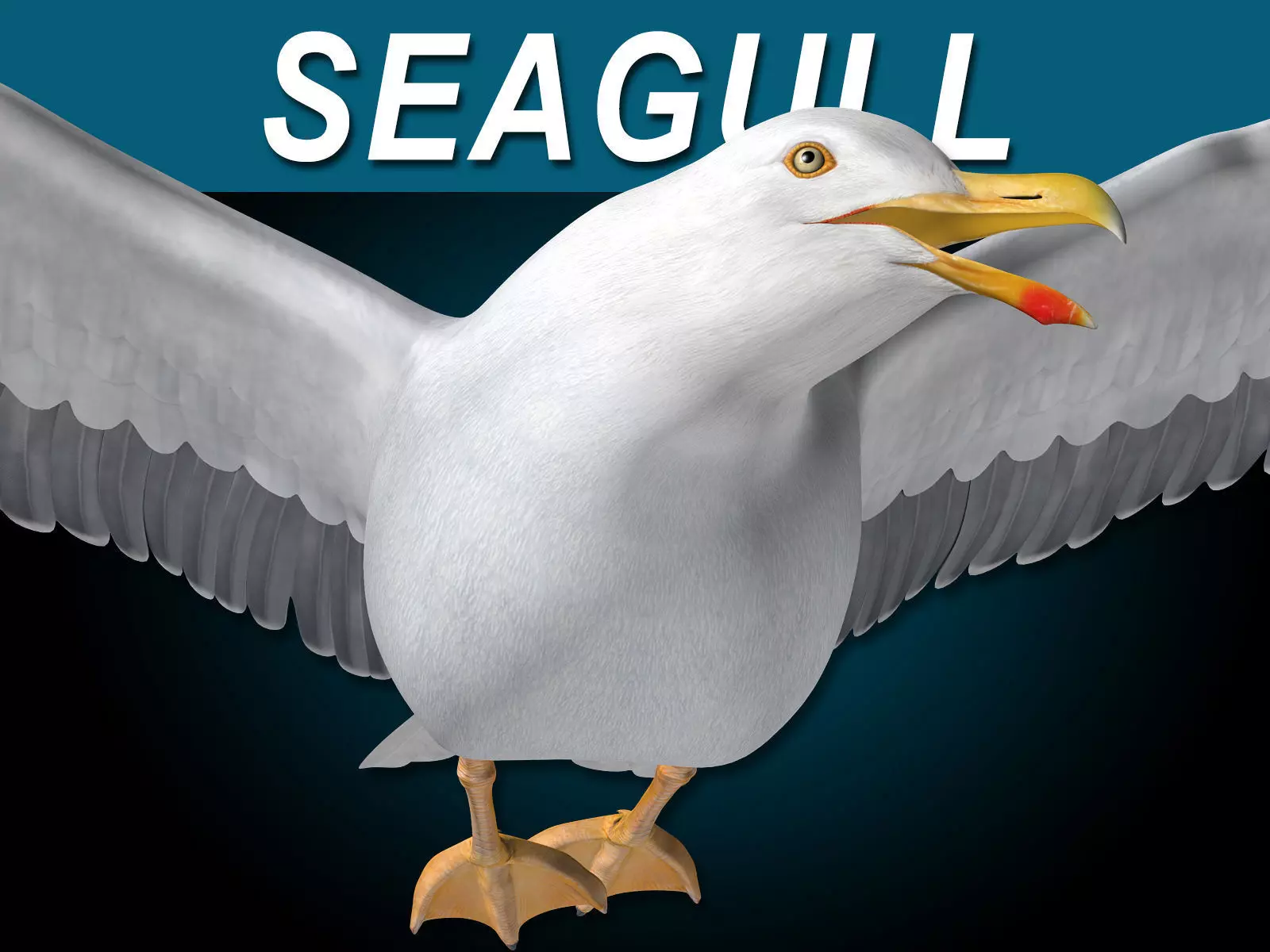 Seagull - Flight 3D model_0