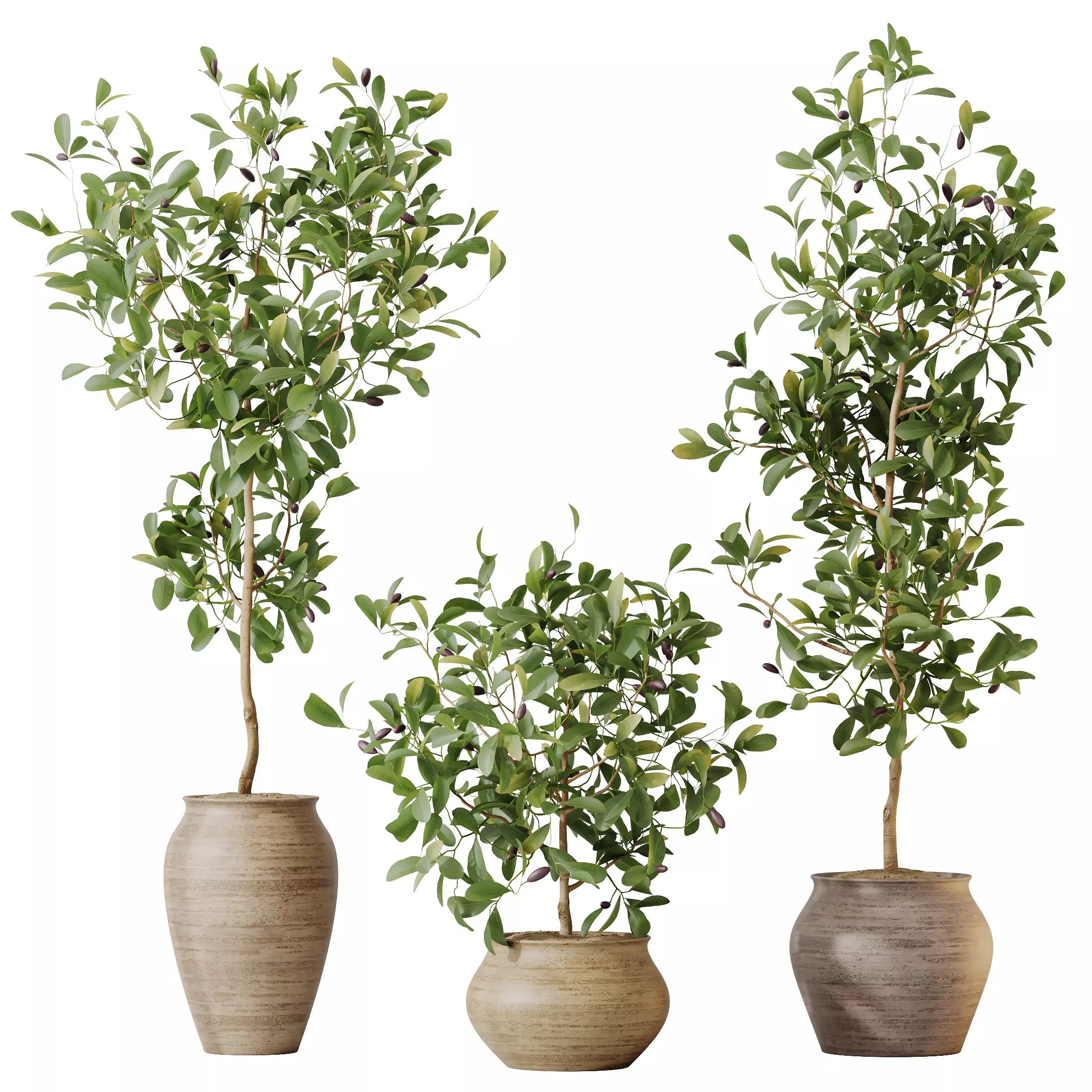 HousePlants Briful Pachira Aquatica Grand Artificiel Set02 3D model_0