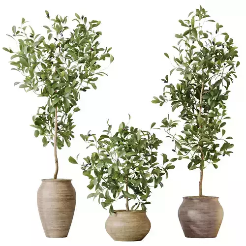 HousePlants Briful Pachira Aquatica Grand Artificiel Set02 3D model