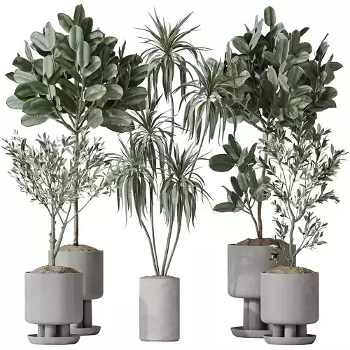 Indoor plants set 108 Dracaena Warneckii Lemon Lime