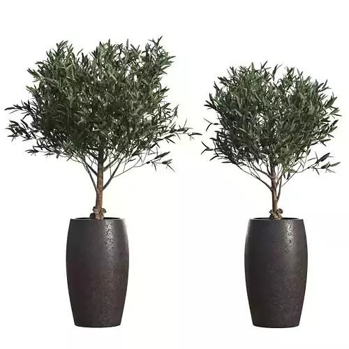 Olive Europaea plants