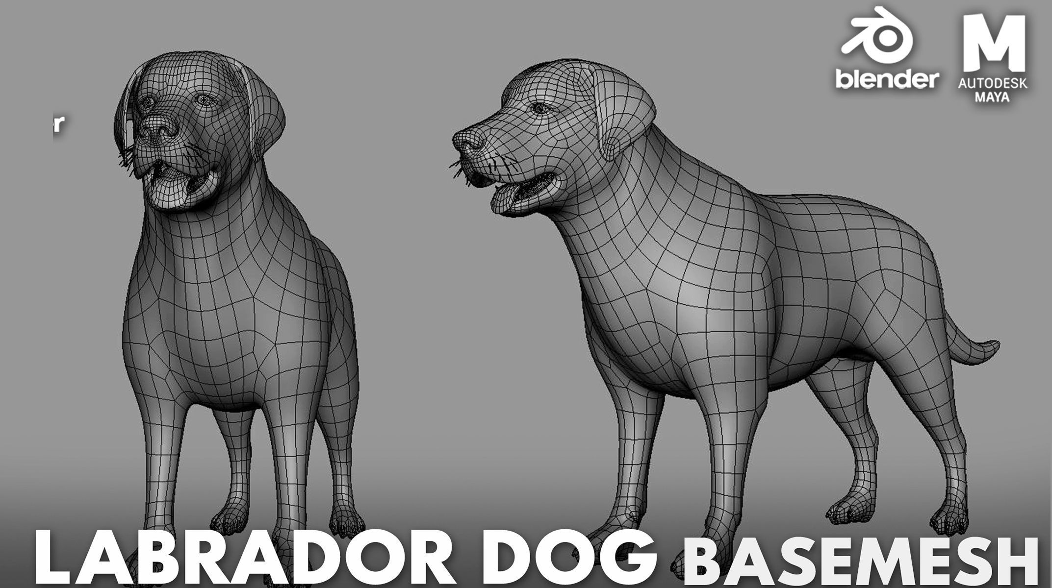 7 Mega Dog BaseMesh Pack 3D Model Collection_9
