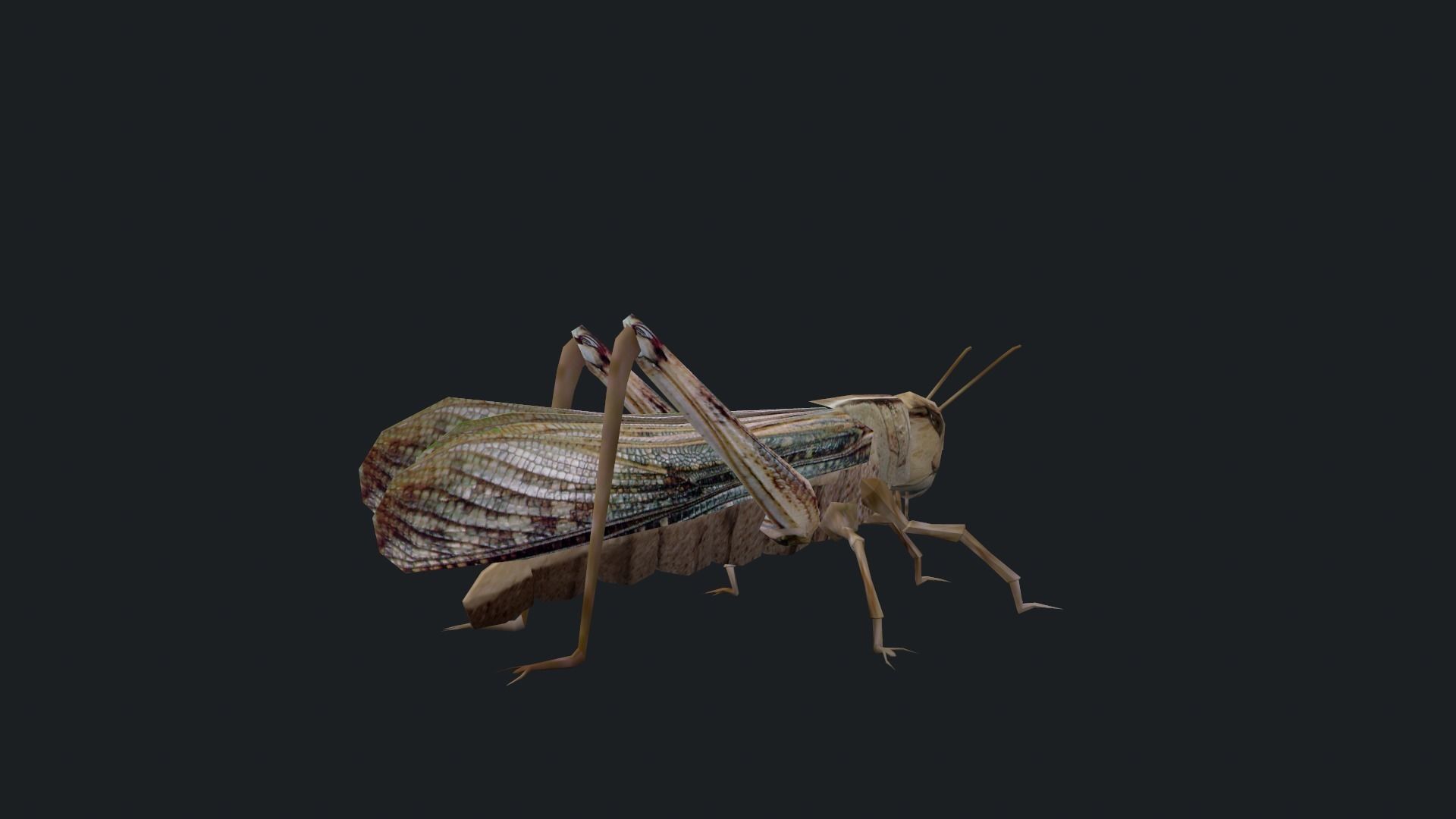 Animated Locust Grasshopper Low-poly 3D model_6