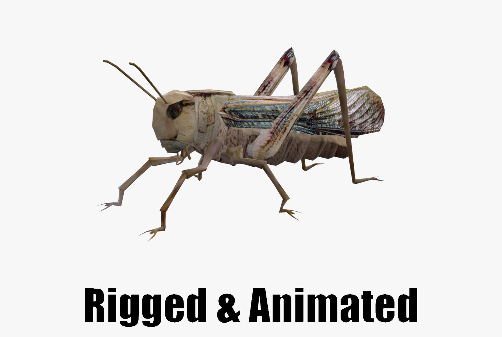 Animated Locust Grasshopper Low-poly 3D model_0