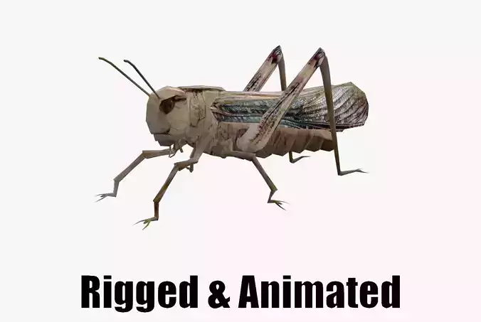 Animated Locust Grasshopper Low-poly 3D model