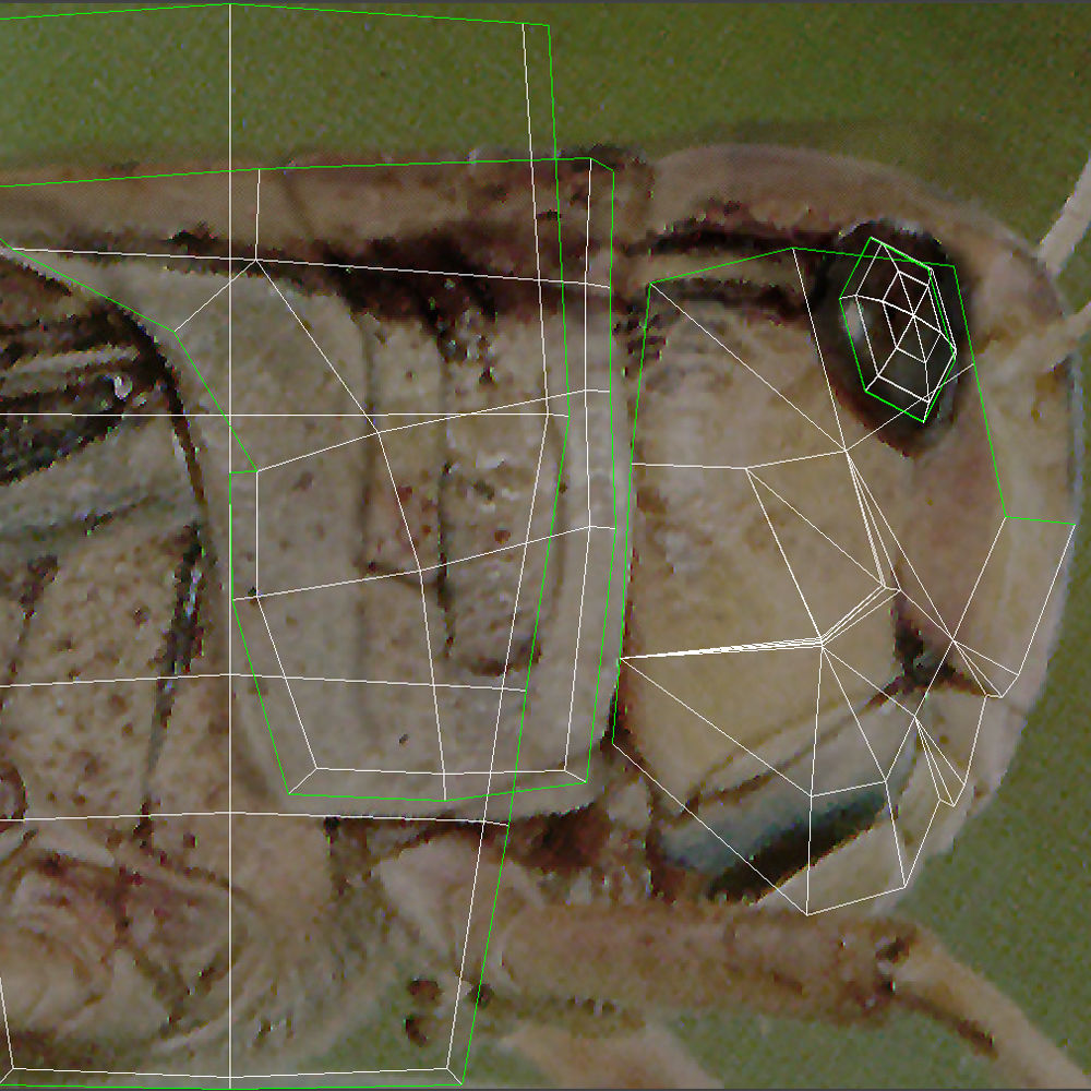 Animated Locust Grasshopper Low-poly 3D model_9