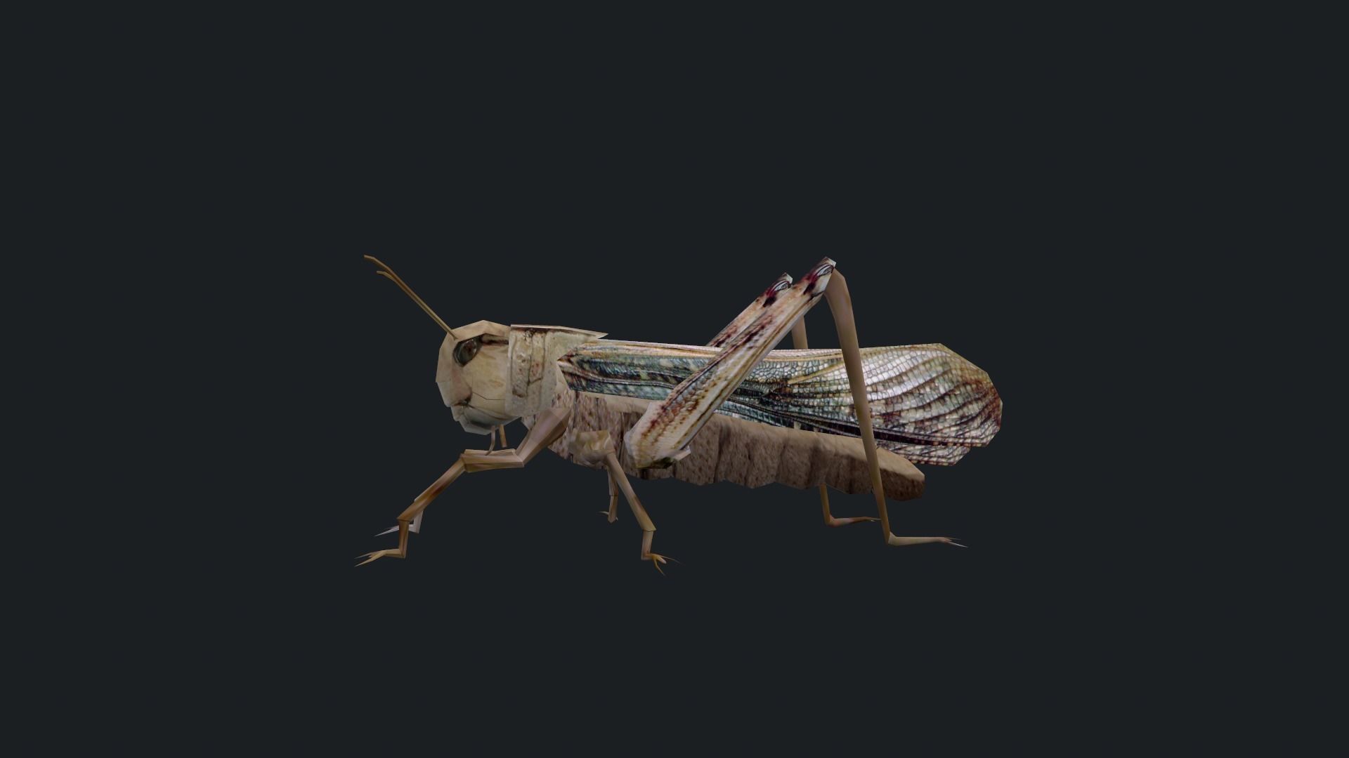 Animated Locust Grasshopper Low-poly 3D model_4