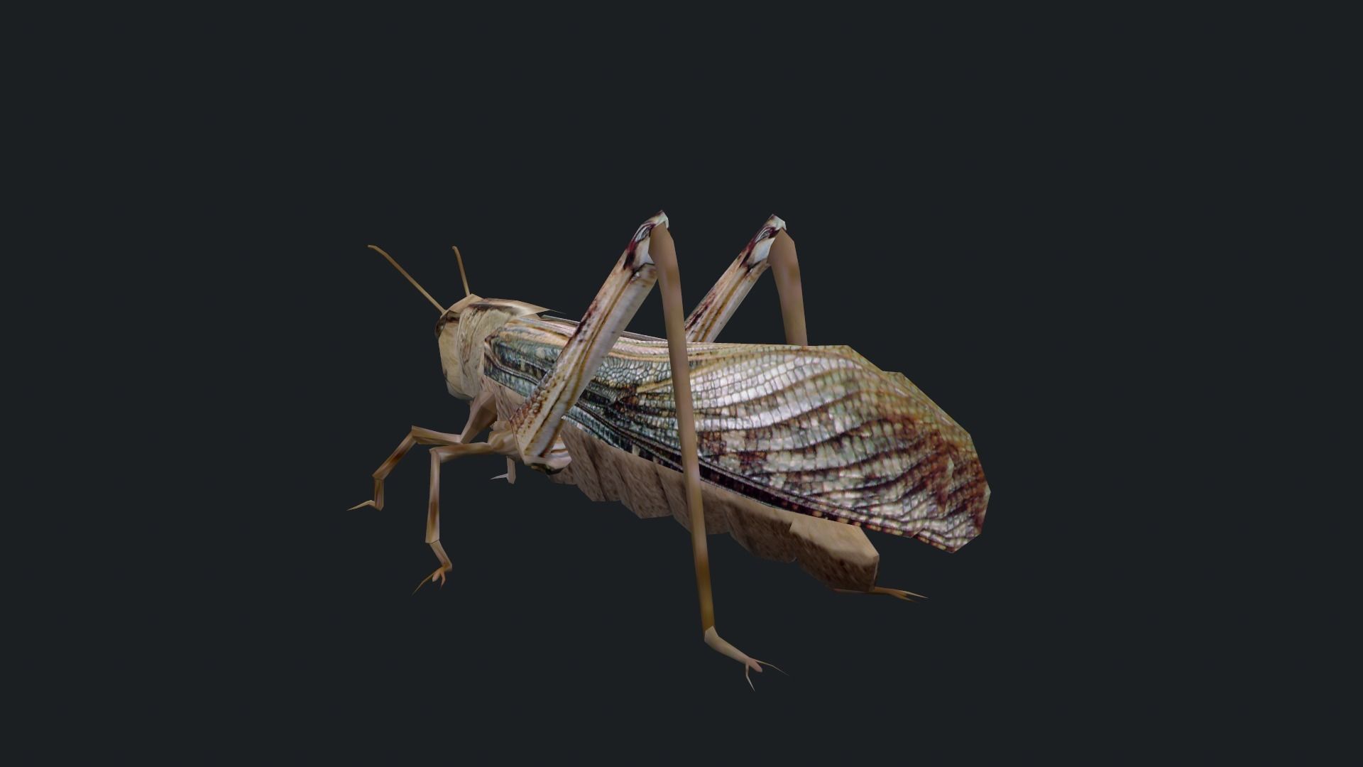 Animated Locust Grasshopper Low-poly 3D model_8