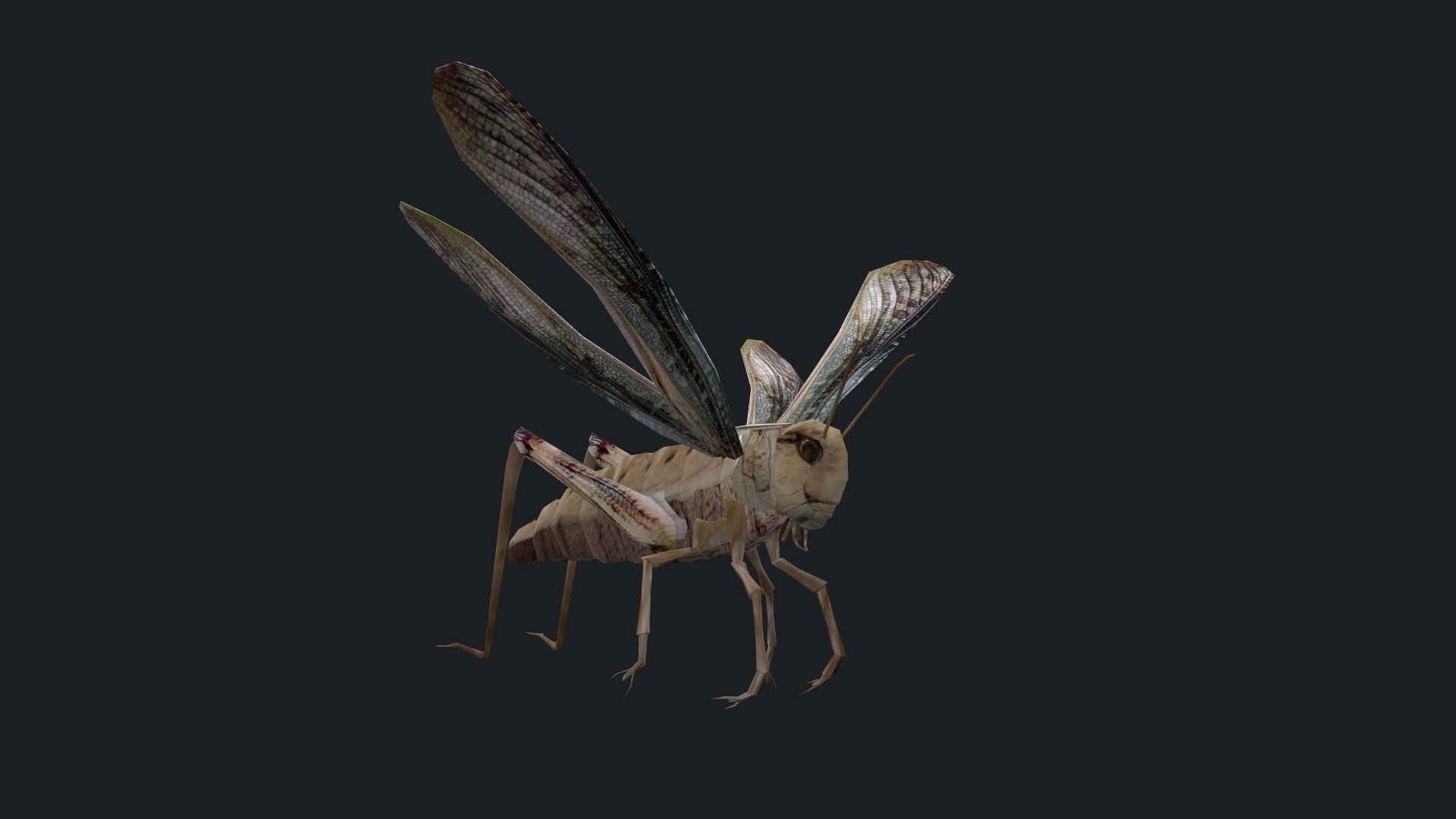 Animated Locust Grasshopper Low-poly 3D model_5