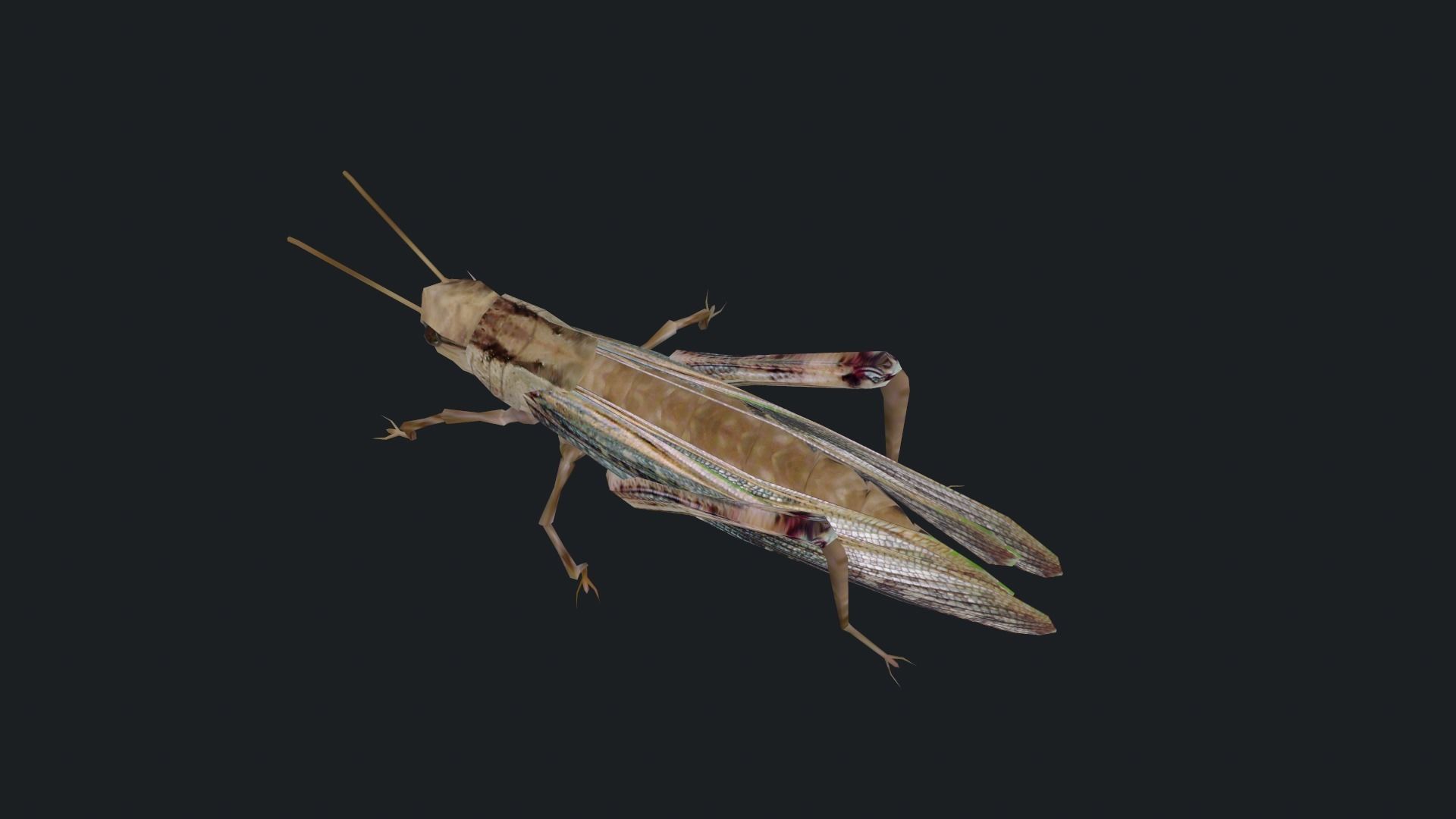 Animated Locust Grasshopper Low-poly 3D model_7