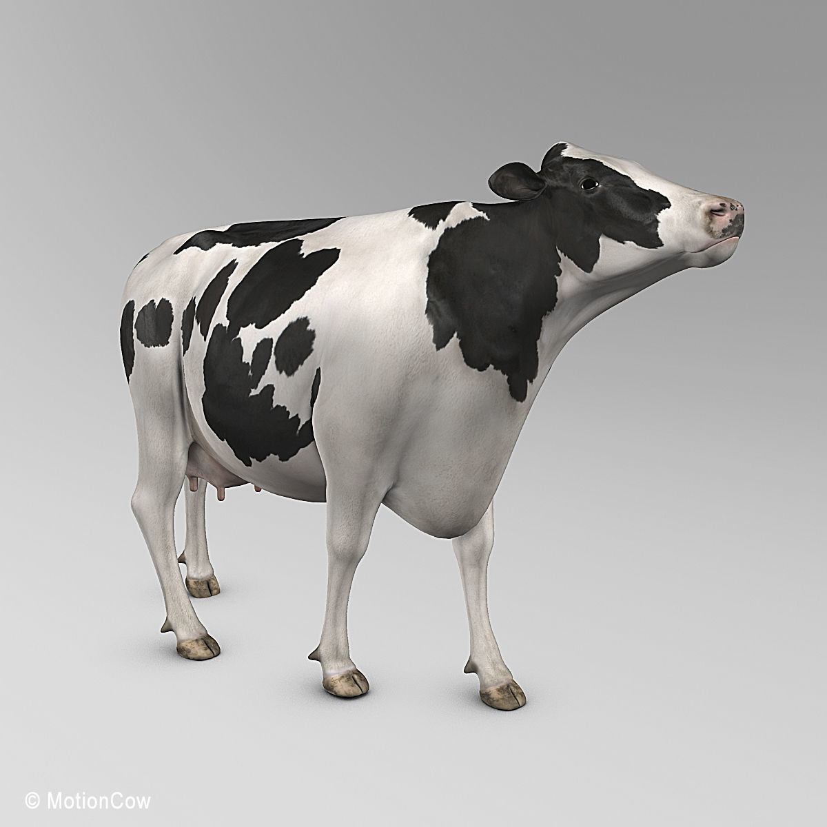 Cow Holstein 3D model_22