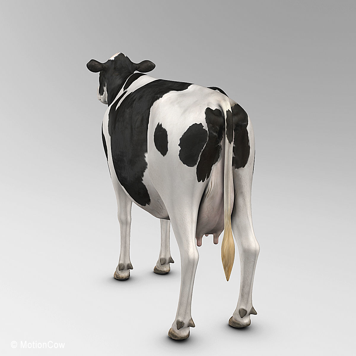 Cow Holstein 3D model_10