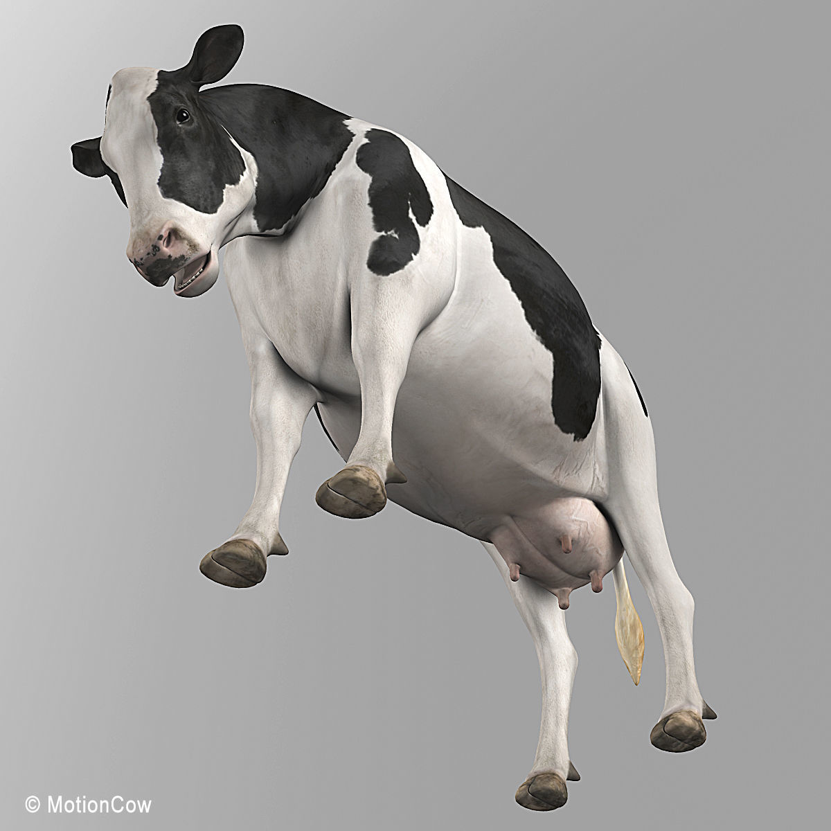 Cow Holstein 3D model_19