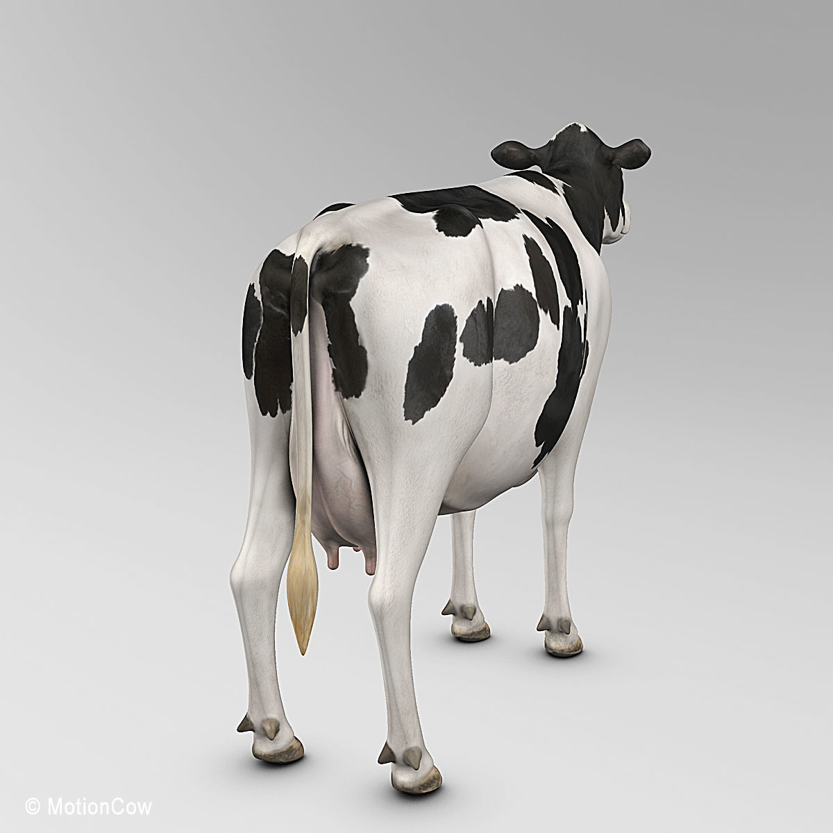 Cow Holstein 3D model_11