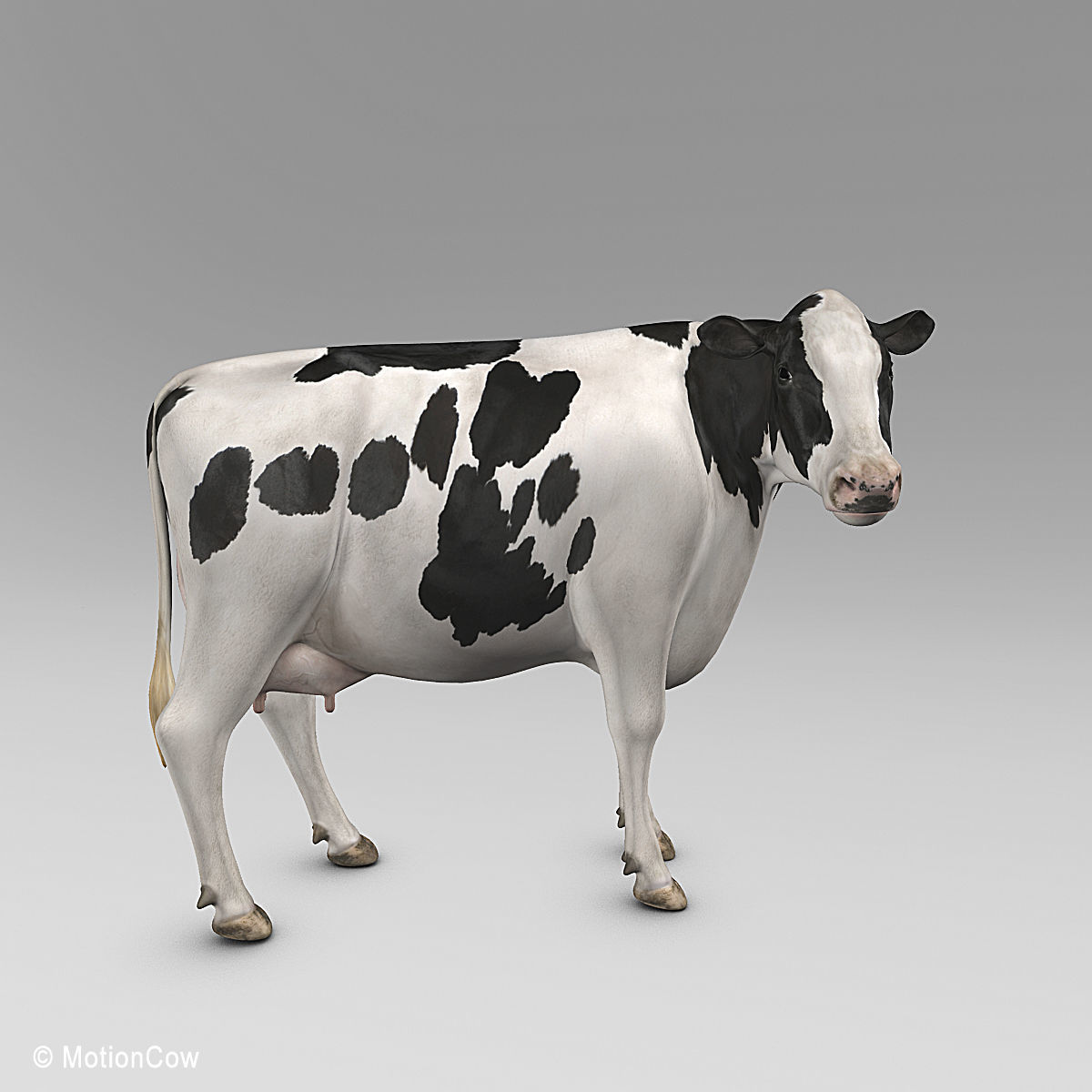 Cow Holstein 3D model_16