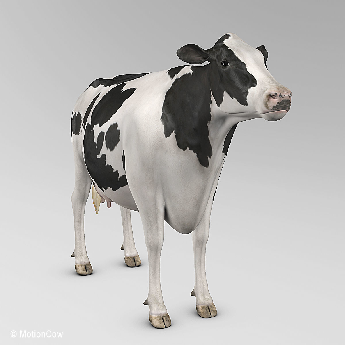 Cow Holstein 3D model_5