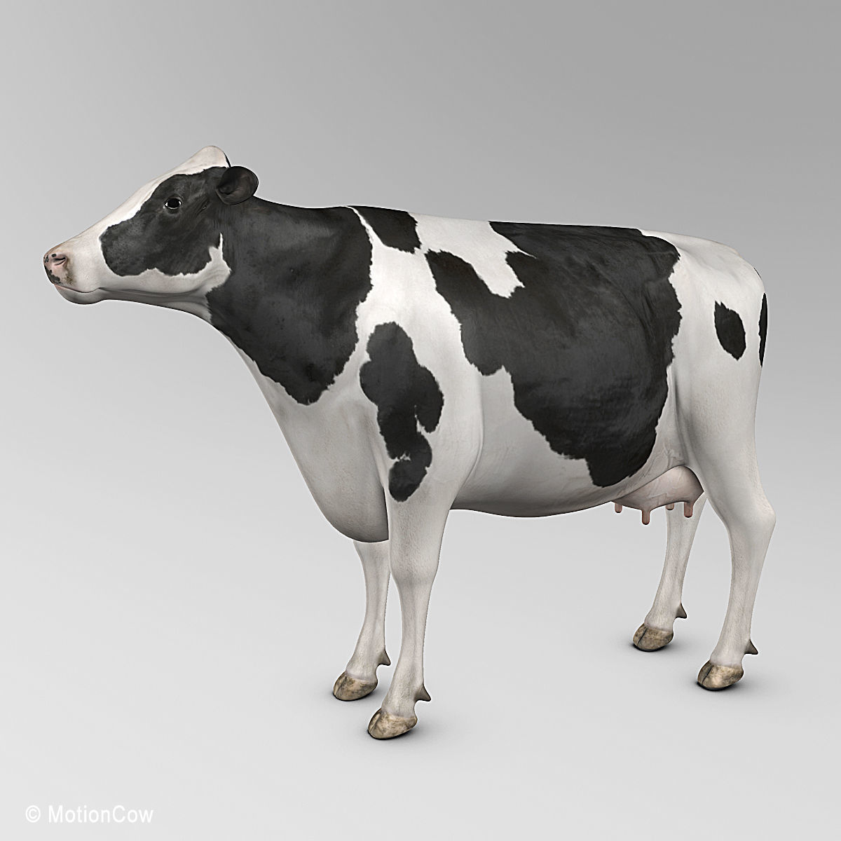 Cow Holstein 3D model_6