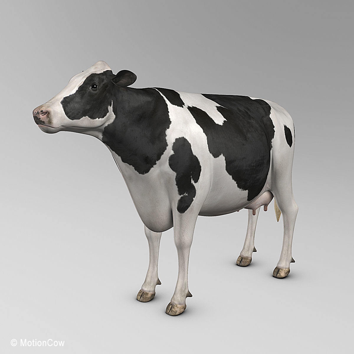 Cow Holstein 3D model_2