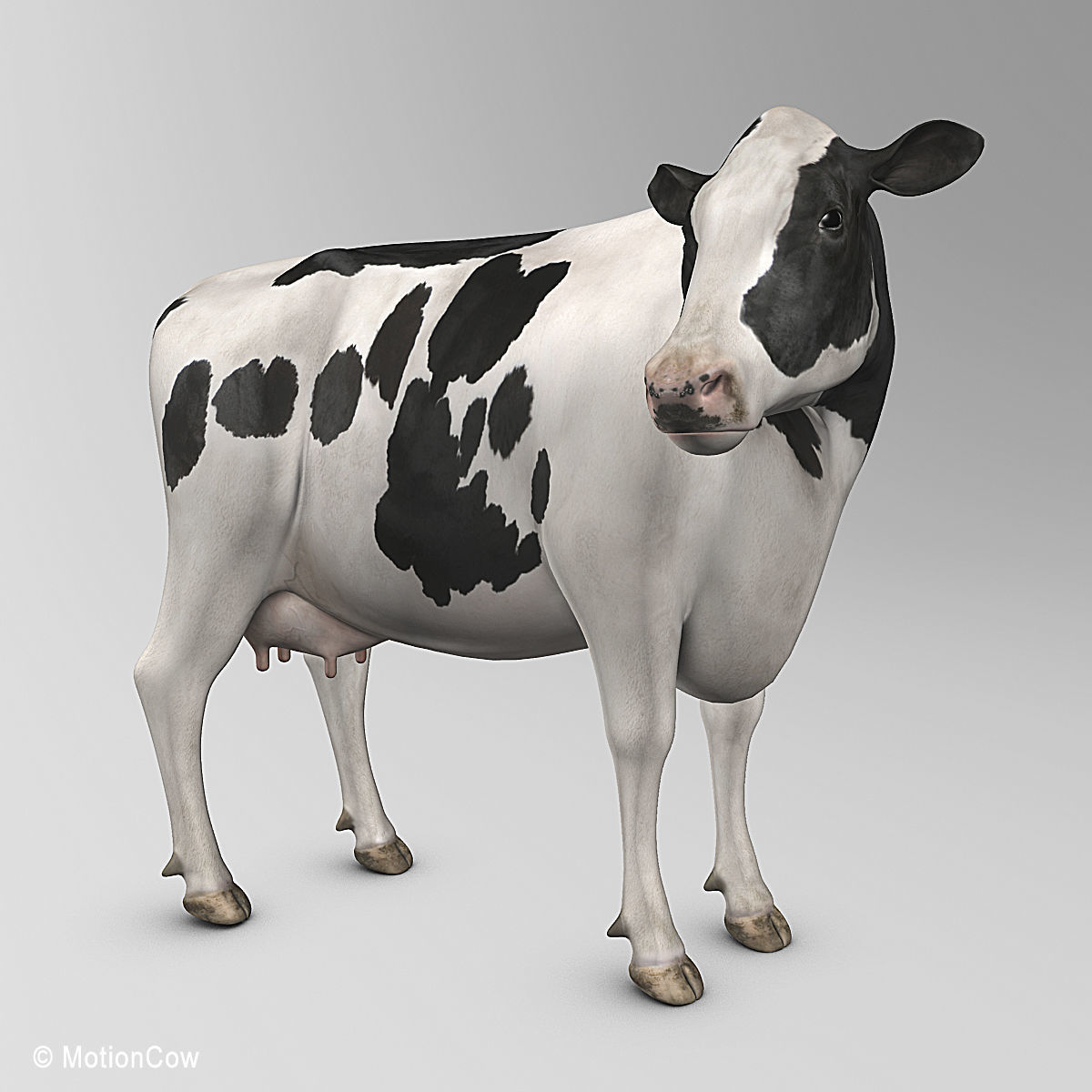 Cow Holstein 3D model_14