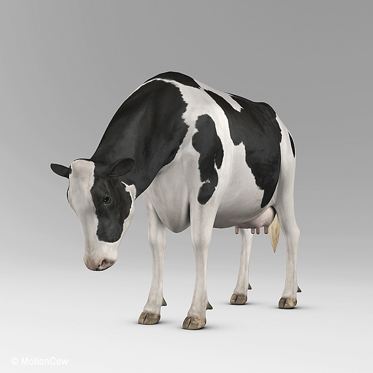 Cow Holstein 3D model_21