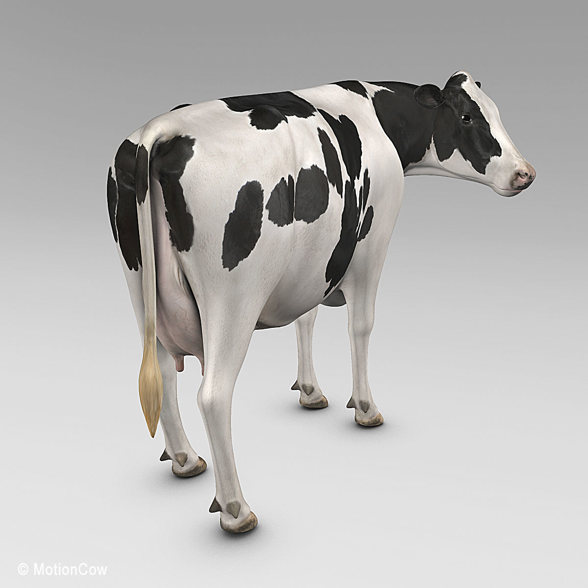 Cow Holstein 3D model_15