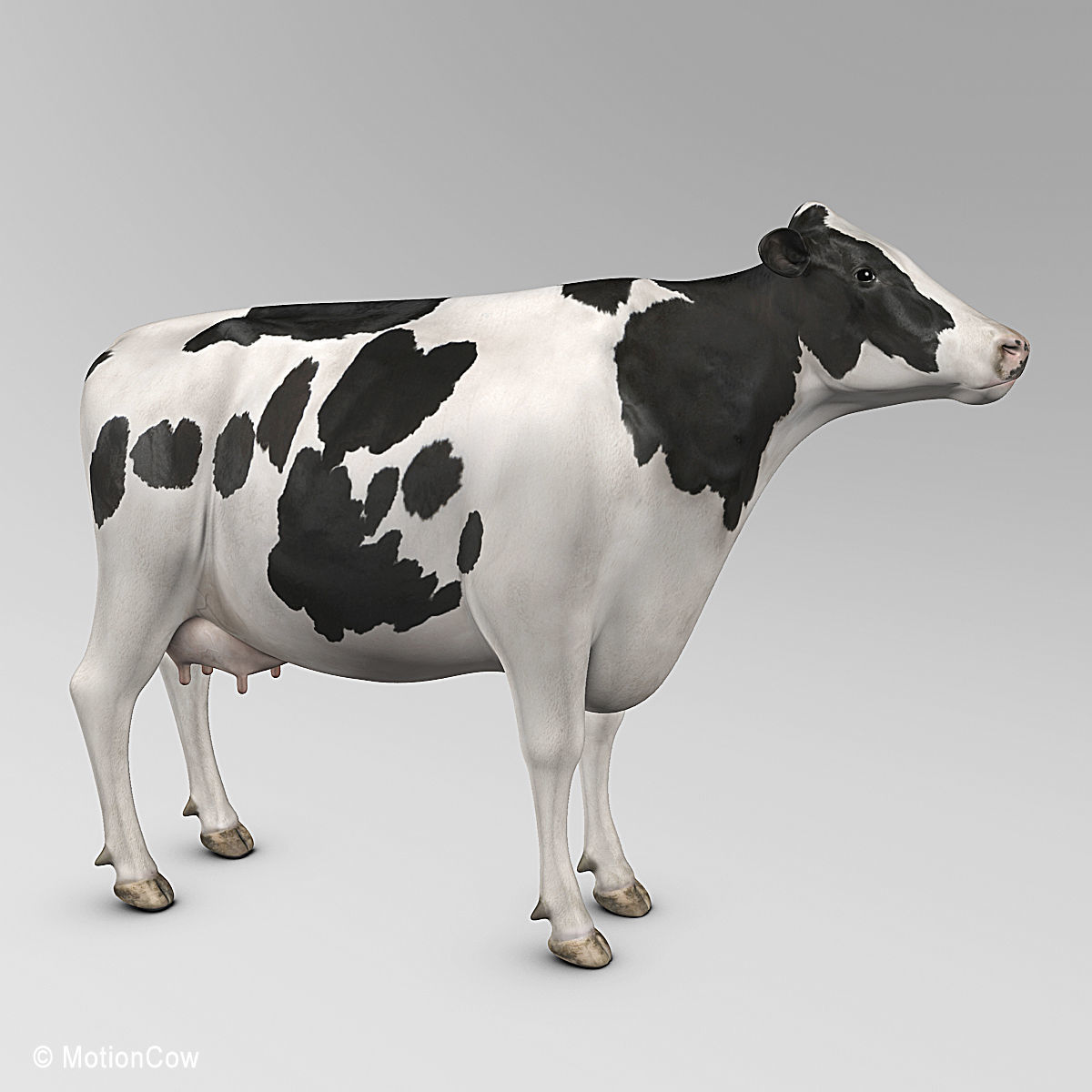 Cow Holstein 3D model_7