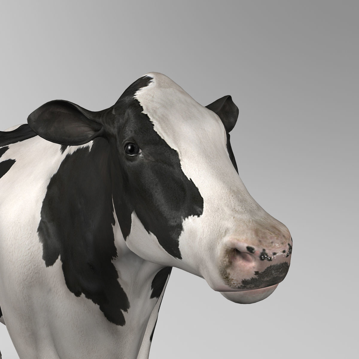 Cow Holstein 3D model_12
