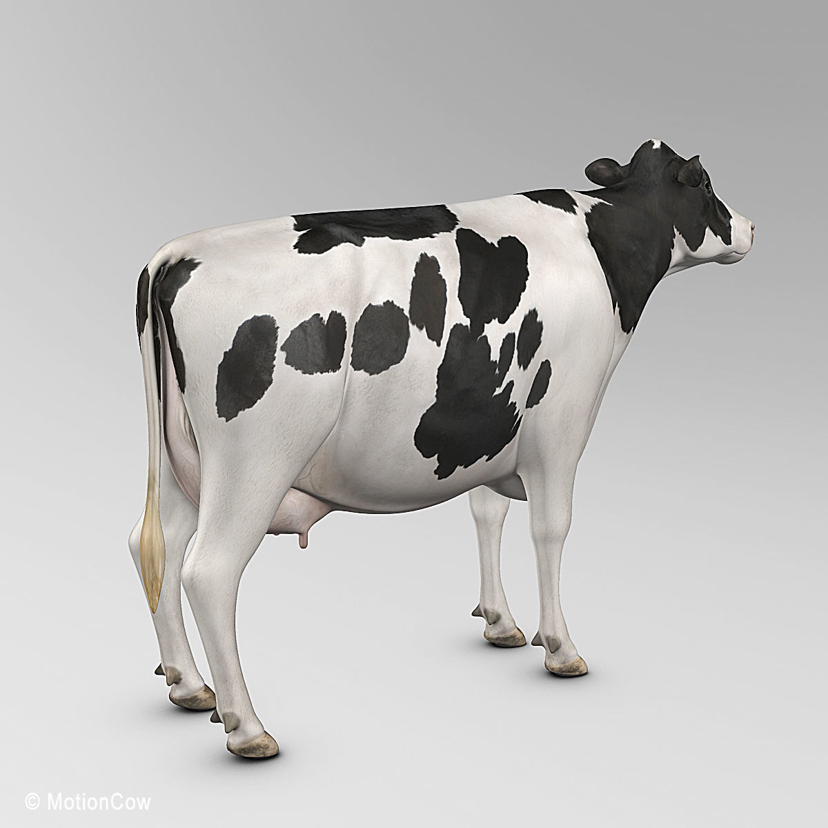Cow Holstein 3D model_9