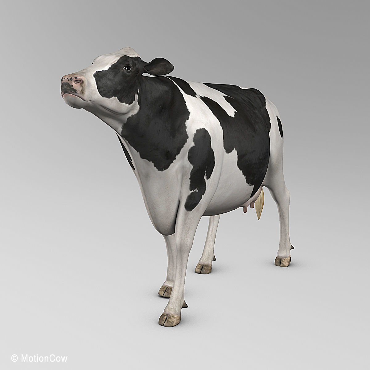 Cow Holstein 3D model_18