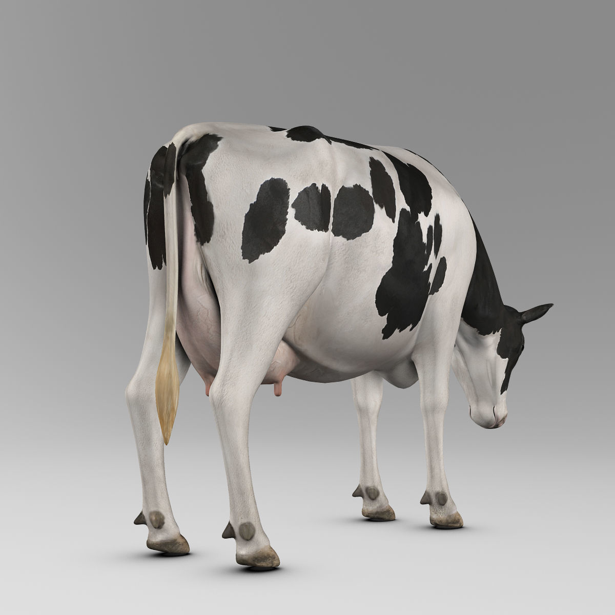 Cow Holstein 3D model_20