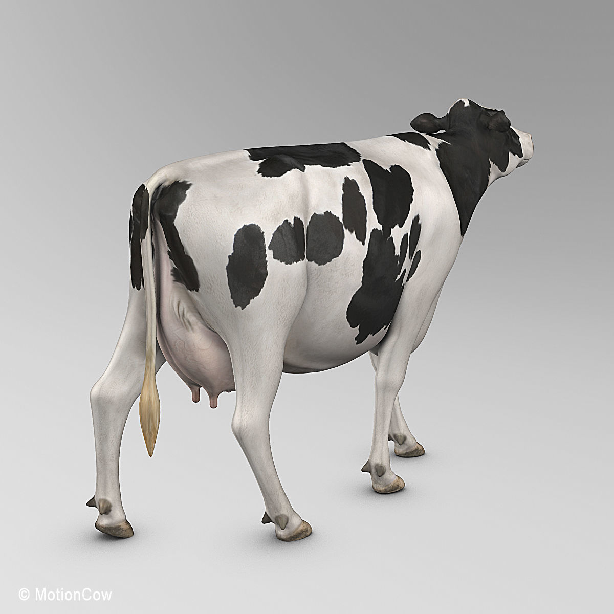 Cow Holstein 3D model_23