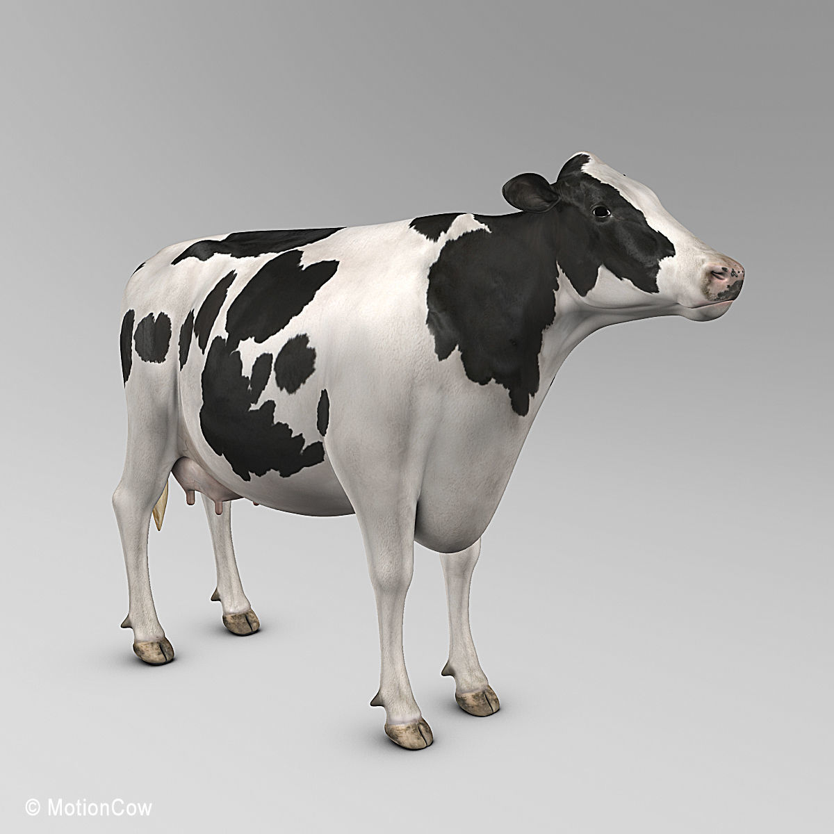 Cow Holstein 3D model_3