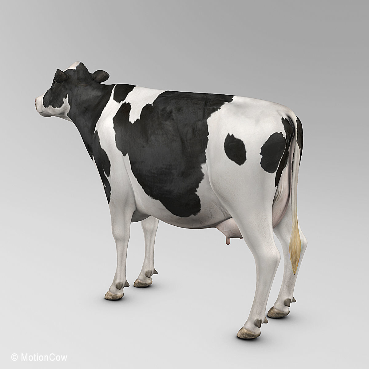 Cow Holstein 3D model_8