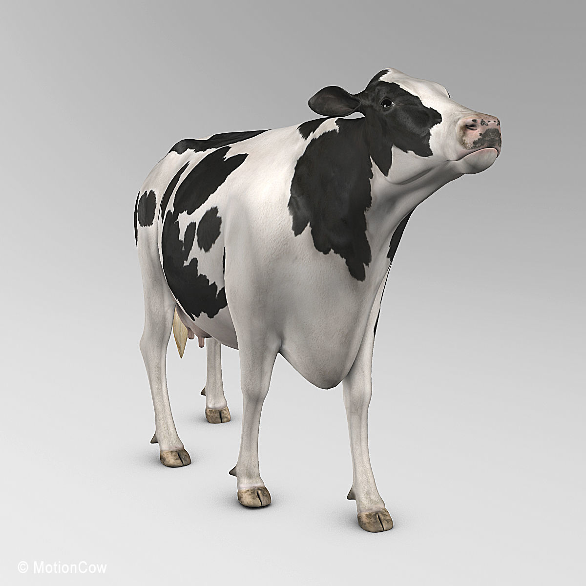 Cow Holstein 3D model_17