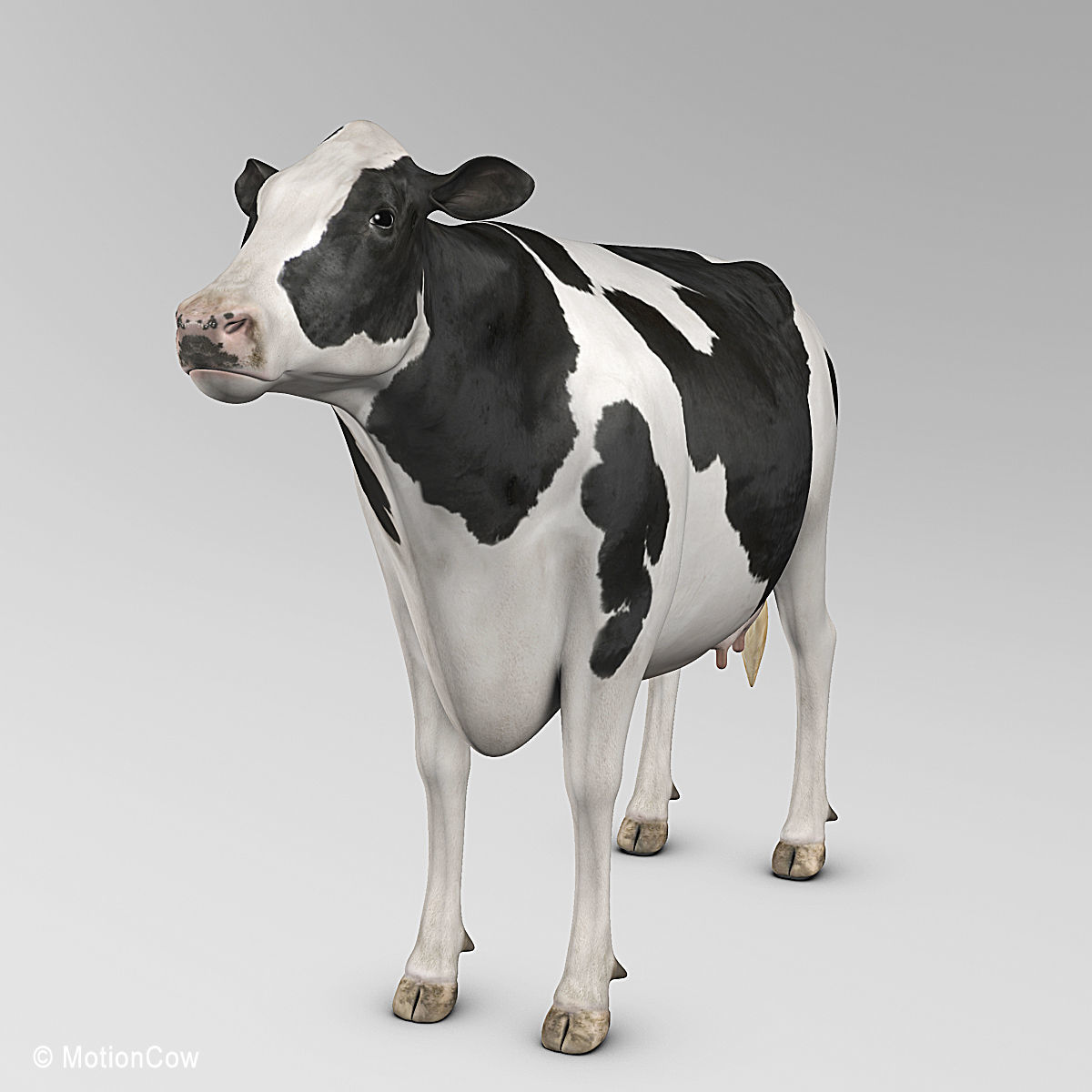 Cow Holstein 3D model_4