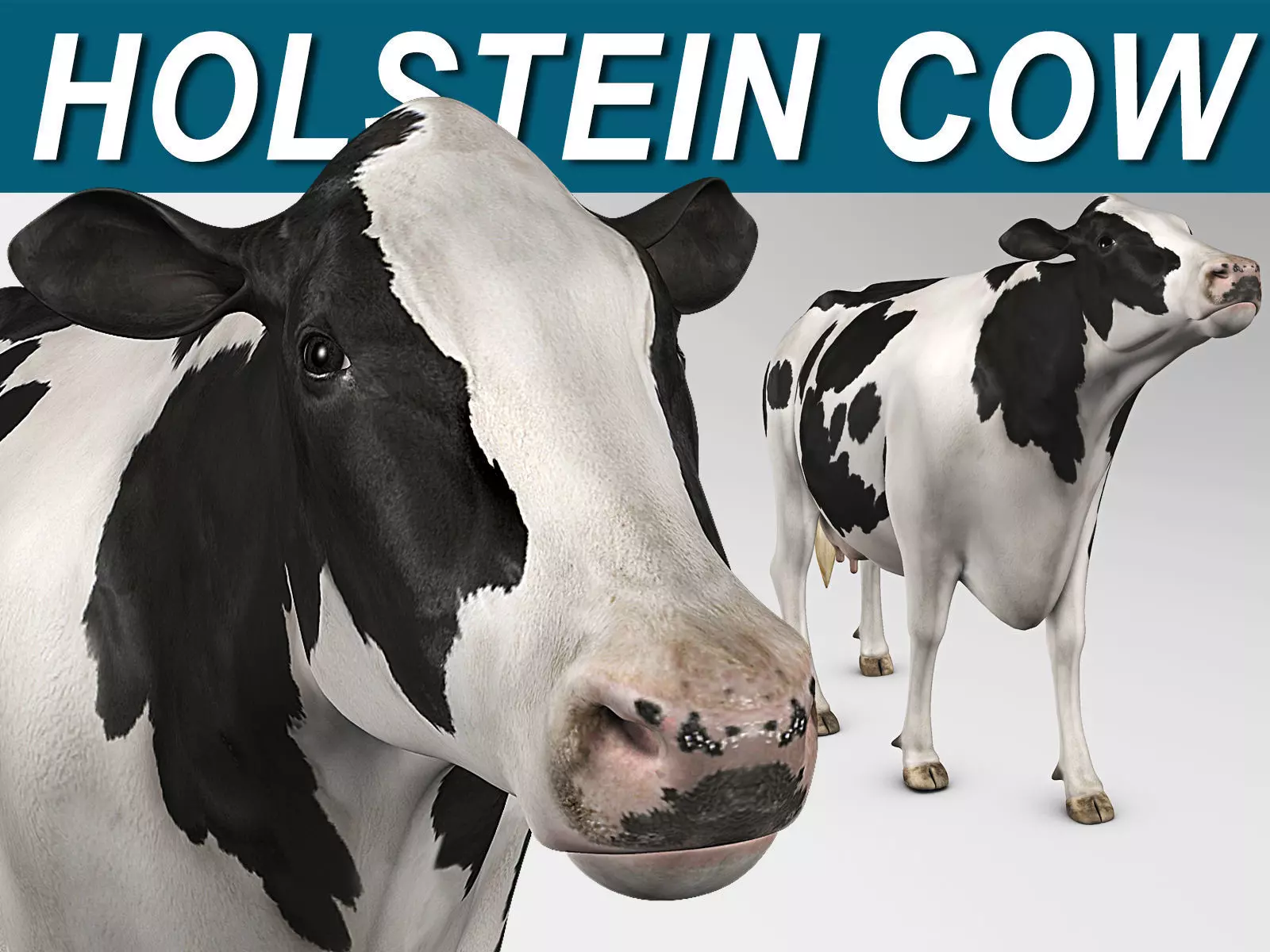 Cow Holstein 3D model_0