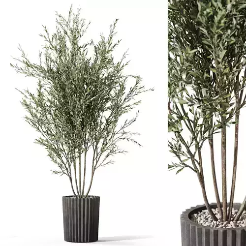 Plants collection 1095 3D model