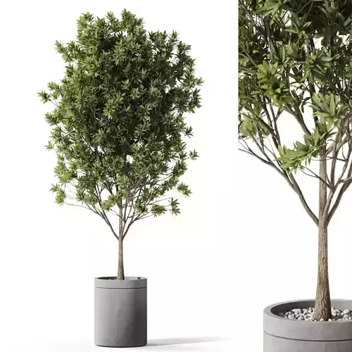 Plants collection 1096 3D model
