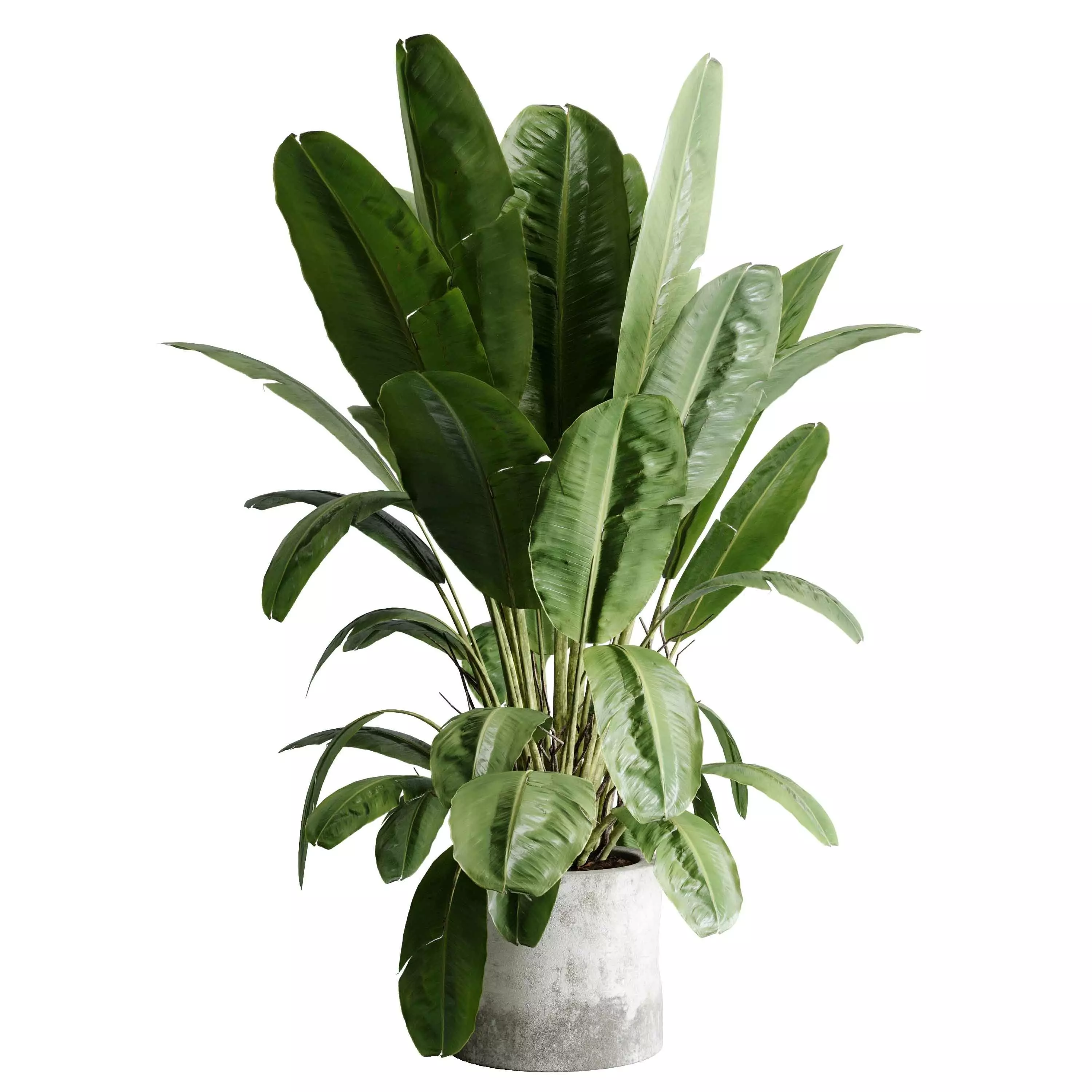 Ravenala madagascariensis plant - indoor plant set 508 3D model