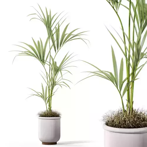 Plants collection 1097 3D model