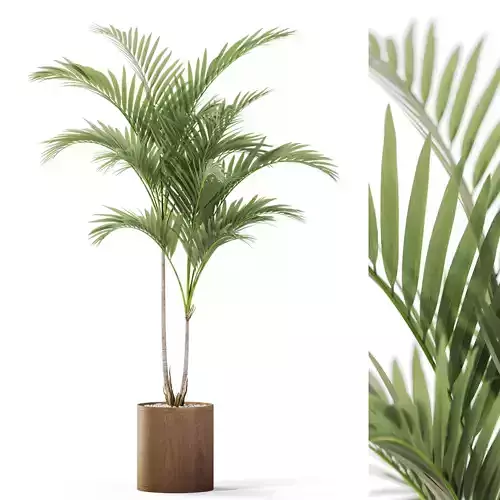 Plants collection 1099 3D model