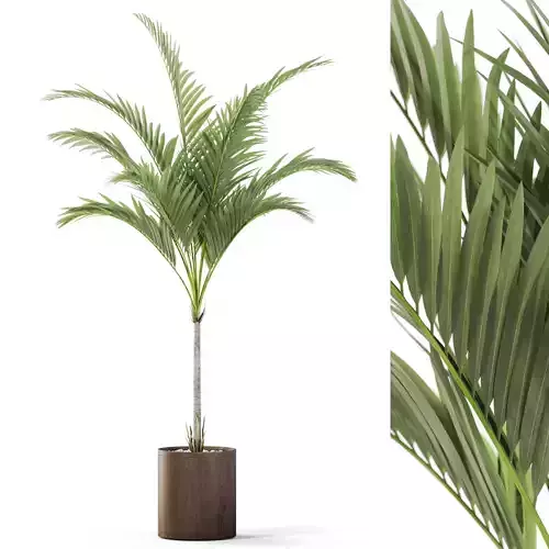 Plants collection 1100