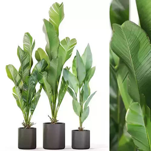 Plants collection 1104 3D model