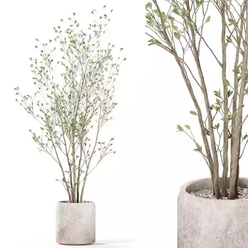 Plants collection 1106