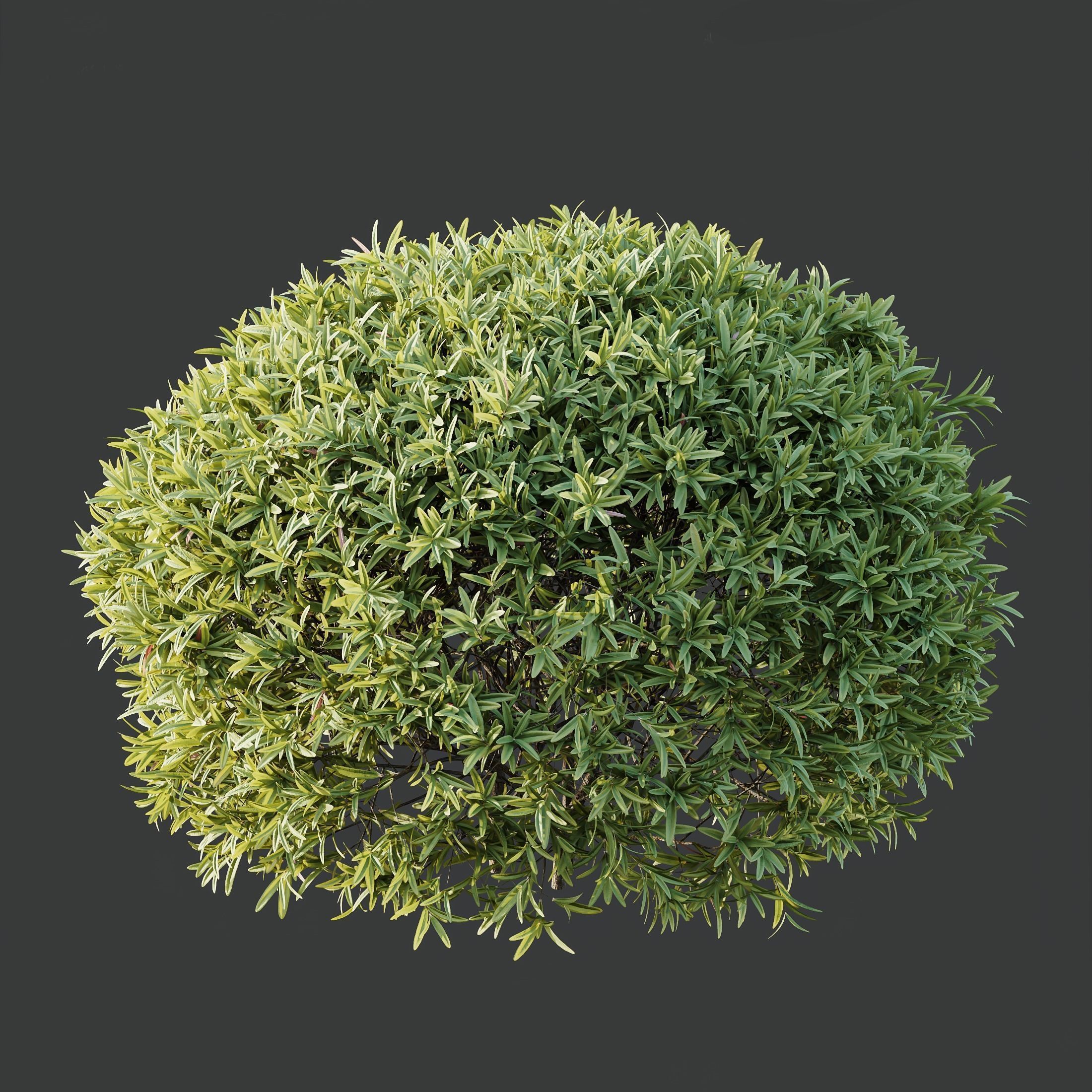 6 Different SETS of Plant Bush SET VOL155 3D Model Collection_15