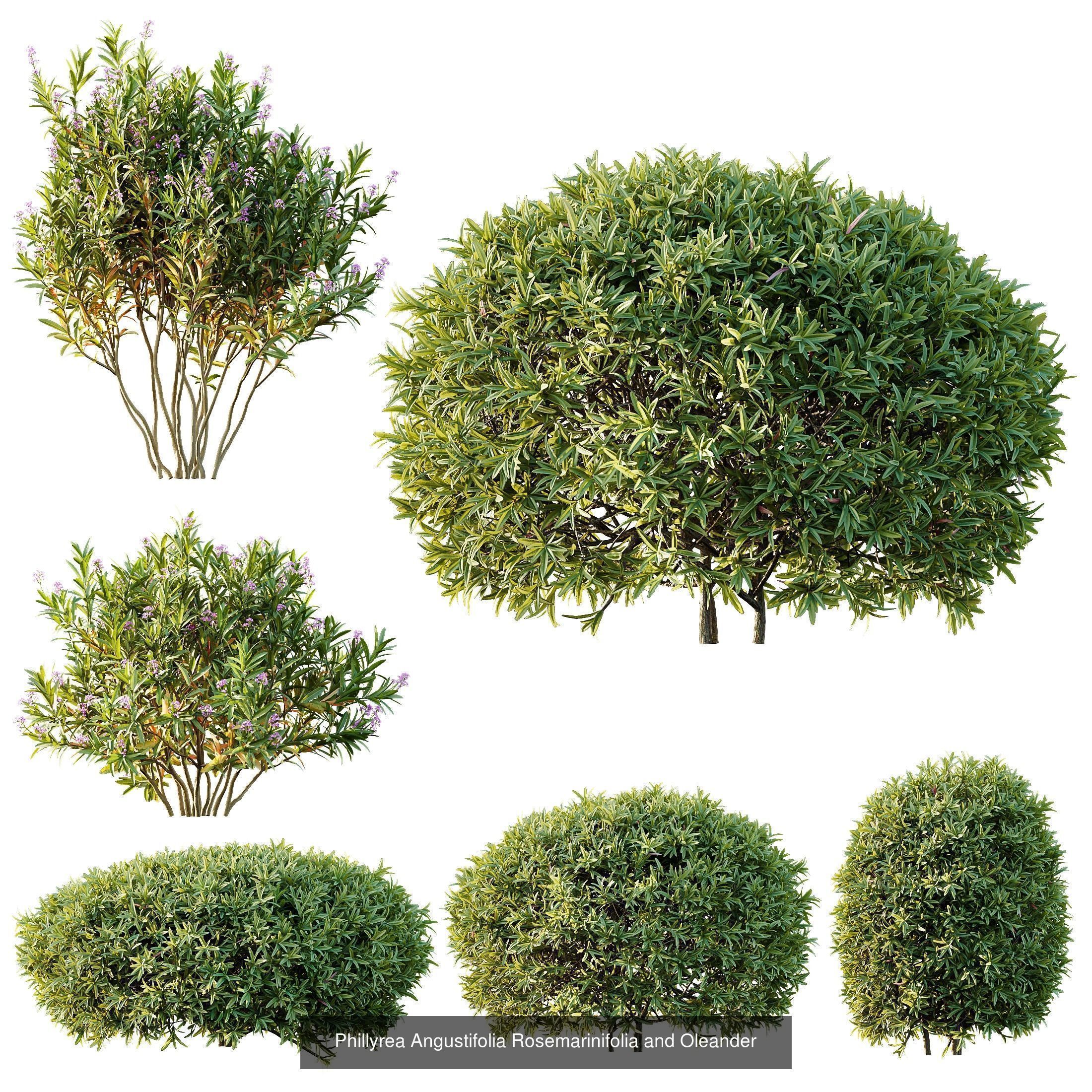 6 Different SETS of Plant Bush SET VOL155 3D Model Collection_3