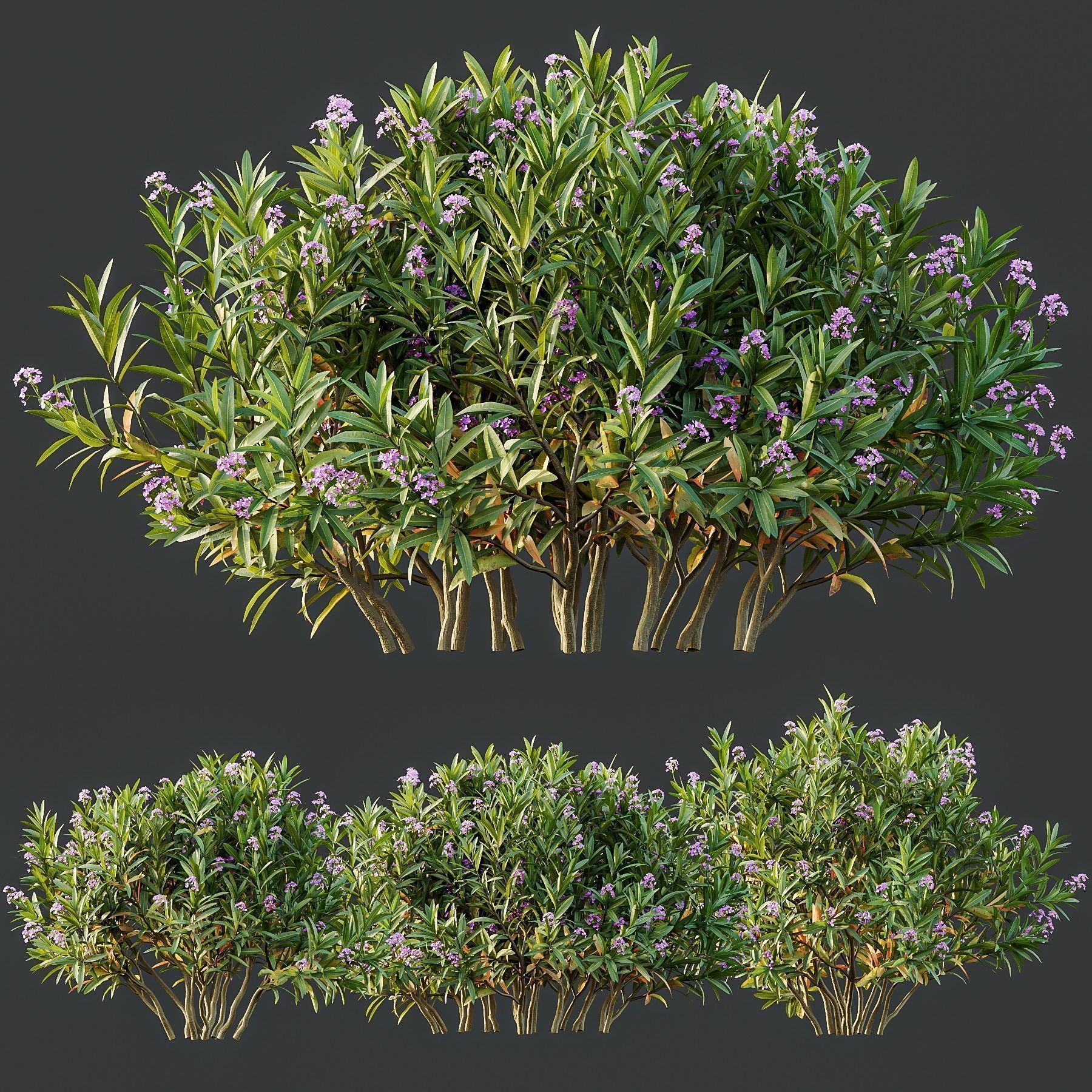 6 Different SETS of Plant Bush SET VOL155 3D Model Collection_19